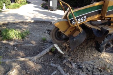 TREE STUMP GRINDING