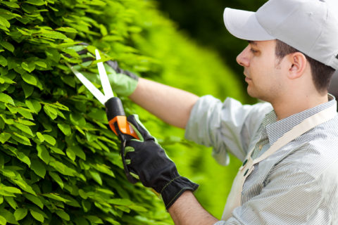 hedge trimming