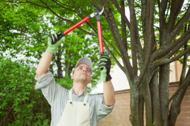 TREE TRIMMING & PRUNING