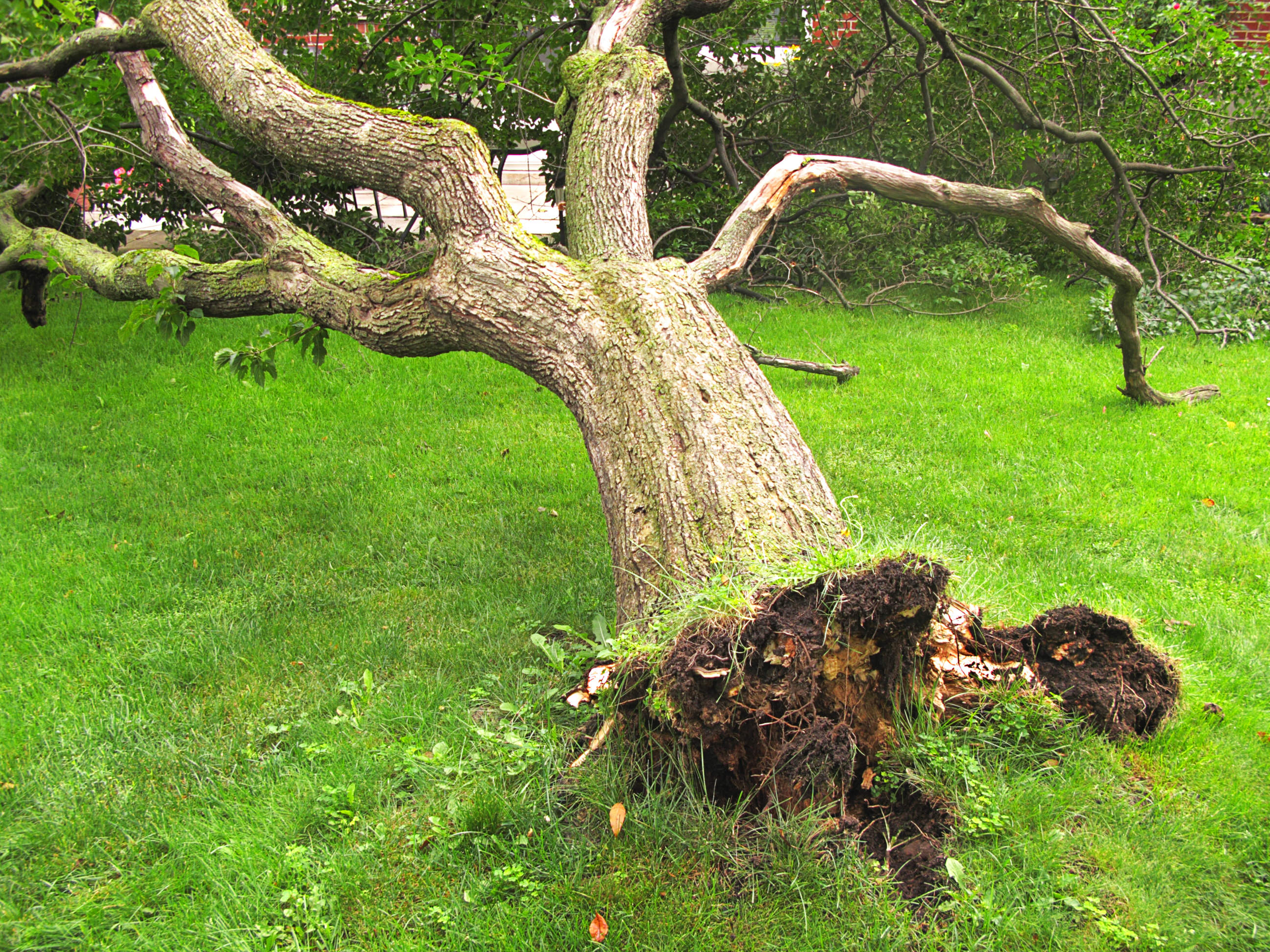 emergency-tree-services