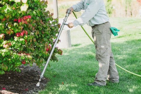 tree-aeration-fertilization